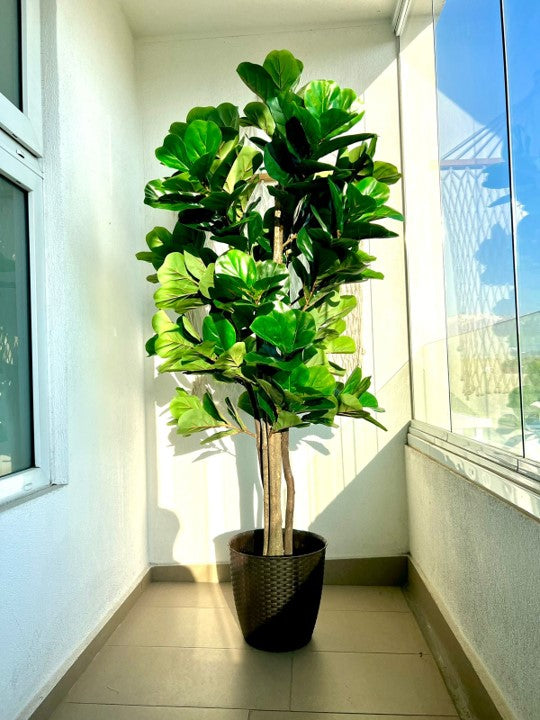 PLANTA ARTIFICIAL FICUS LYARATA 180 CM - PREMIUM