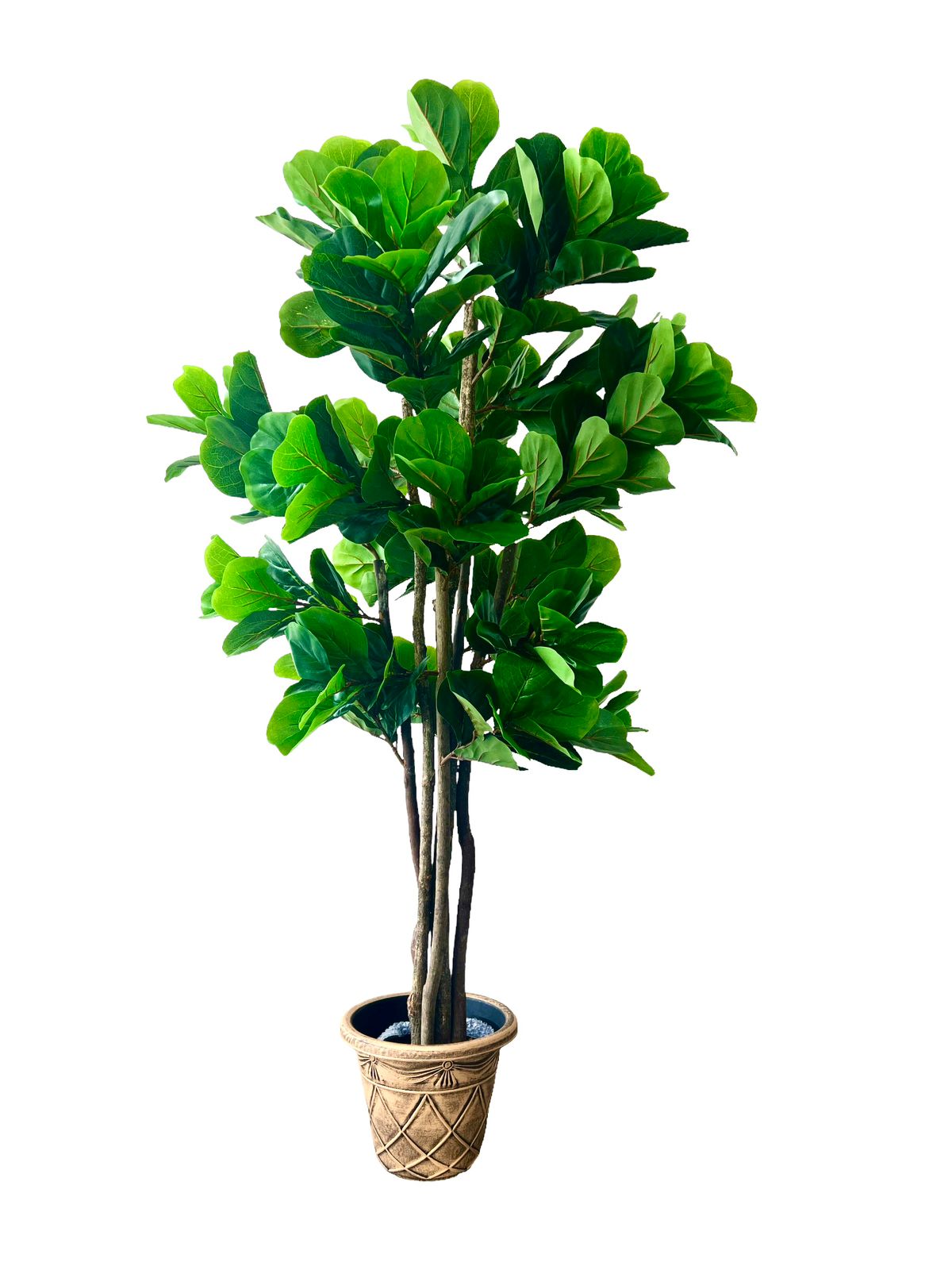 PLANTA ARTIFICIAL FICUS LYARATA 180 CM - PREMIUM